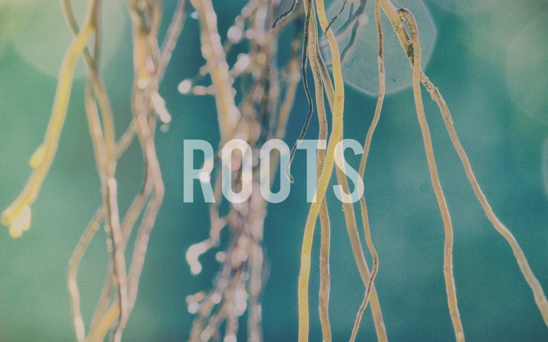 Roots