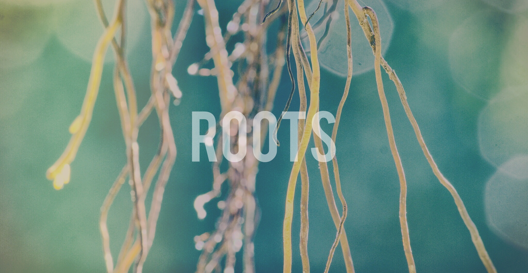 Roots